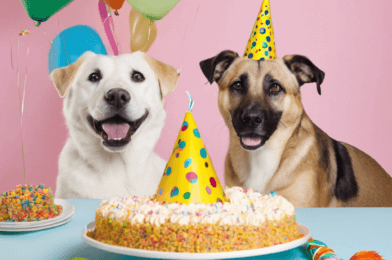 Unique Ideas for Celebrating Your Pet’s Birthday