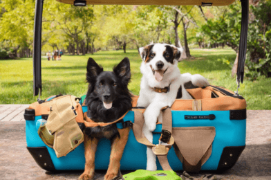 Traveling with Pets: How to Prepare for the Perfect Trip