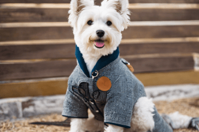 Pet Fashion Trends: Stylish Looks for Every Season