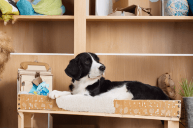 Tips for Moving to a New Home with Your Pet