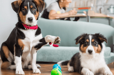 5 Simple Tricks to Teach Your Dog for Fun